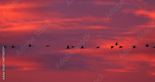 Birds Migration. Flock Of Common Cranes Or Eurasian Cranes Fly In Sunny Sunset Sunrise Sky. Common Crane Or Grus Grus. Nesting Cranes, Nest. Europe. Yellow orange pink violet purple Colors, Dark Birds photo