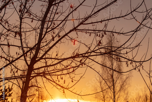 Bare tree branches at sunset in winter