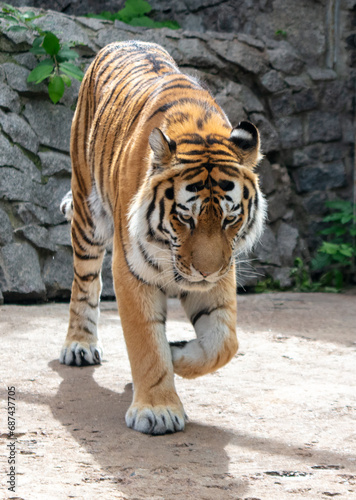 A tiger walks in the zoo