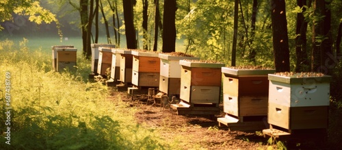 Bee-filled hives in an apiculture setting. photo