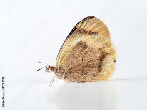 Desert Orange Tip. Colotis evagore photo