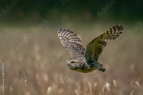 Burrowing owl (Athene cunicularia) in flight. With Wings Spread.