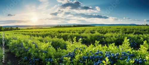 A large organic farm features rows of cultivated, lush blueberry bushes producing sweet fruit under a sunny sky, with green grass between the drills.
