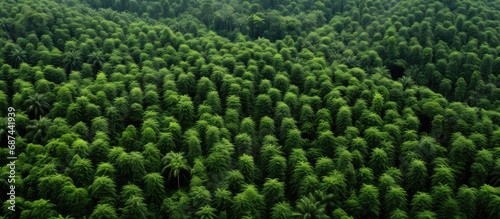Forest viewed from above, palm oil industry trees' texture.