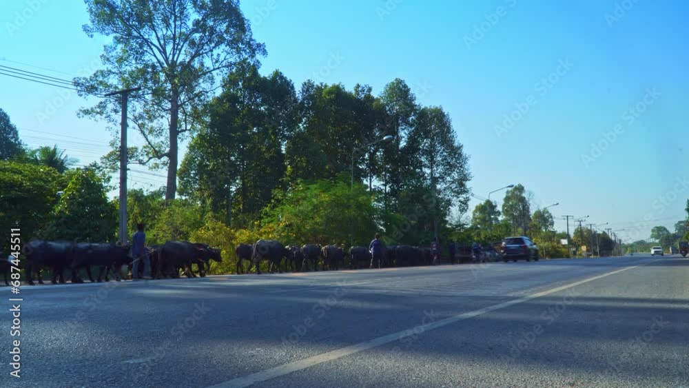 .Nakhon Nayok,Thailand-December 15,2019:During the dry season, .people who have a career raising buffalo. .Will move the herd of buffalo to find new food sources..buffalo herd walking on the main road .Nakhon Nayok,Thailand-December 15,2019:During the dry season, .people who have a career raising buffalo. .Will move the herd of buffalo to find new food sources..buffalo herd walking on the main road