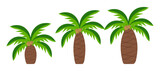 Set of palm trees in flat style. Tropical plant.