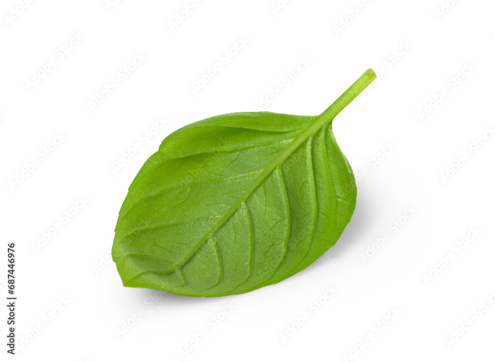 One green basil leaf isolated on white One green basil leaf isolated on white