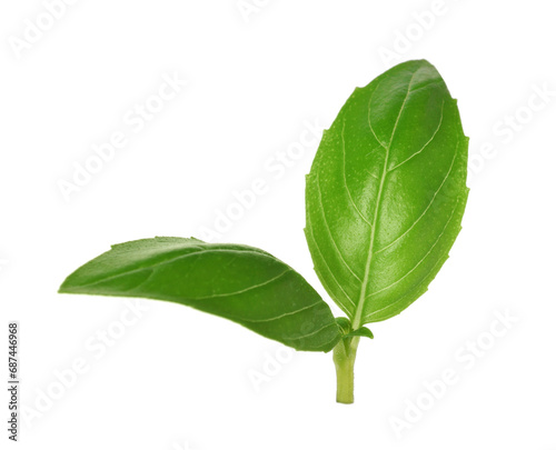 Fresh green basil leaves isolated on white