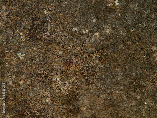 ground spider camouflaged on a rock. tama edwardsi photo