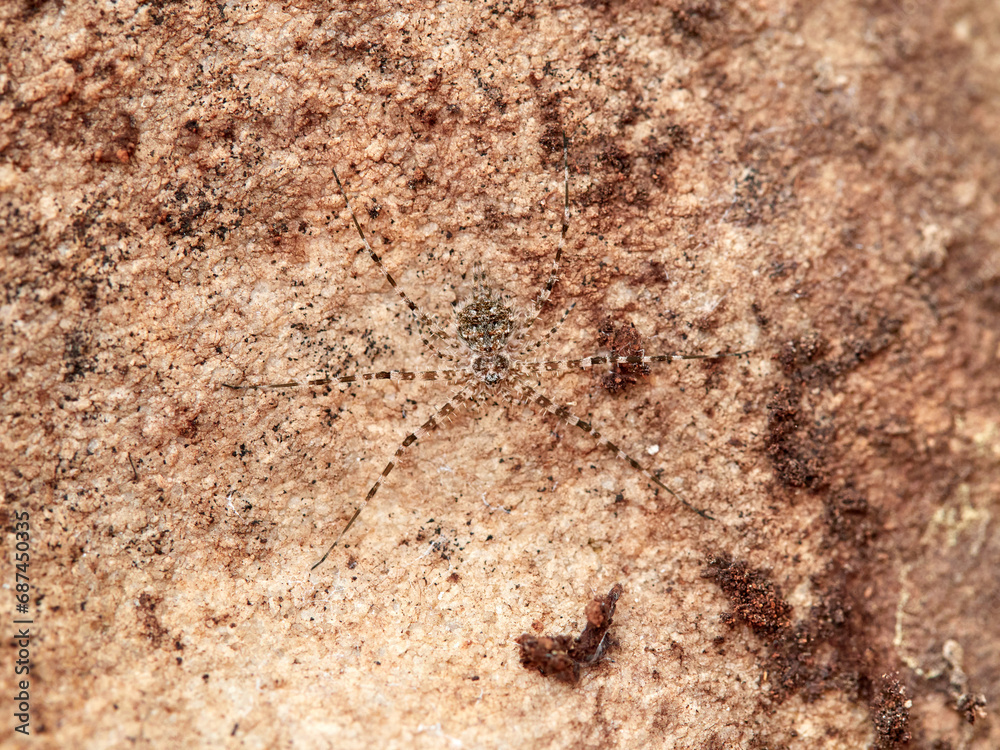ground spider camouflaged on a rock. tama edwardsi ground spider camouflaged on a rock. tama edwardsi