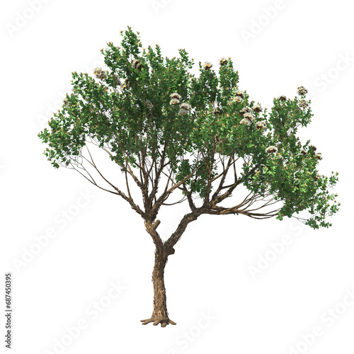 Fototapeta Naklejka Na Ścianę i Meble -  Angophora hispida, dwarf apple, mallee, evergreen, small tree, bush, tree, big tree, light for daylight, easy to use, 3d render, isolated