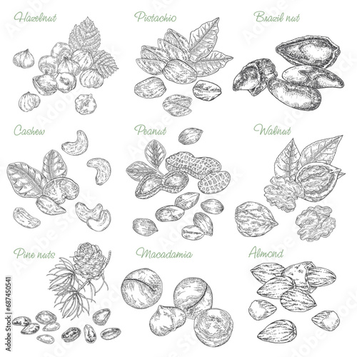 Edible nuts collection. Hand drawn Hazelnut, Almond, Pistachio, Macadamia, Brazil nut, Cashew, Walnut, Peanut, Pine nuts isolated on white background. Vector illustration. Black and white engraving.