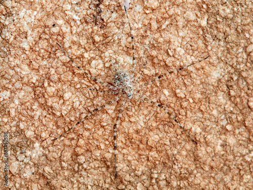 ground spider camouflaged on a rock. tama edwardsi