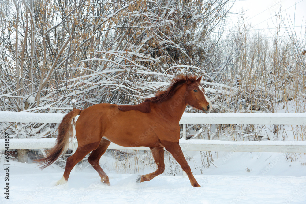 Skipping bay horse on a background of a snowfall and winter woods Skipping bay horse on a background of a snowfall and winter woods