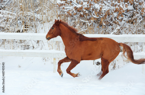 Skipping bay horse on a background of a snowfall and winter woods