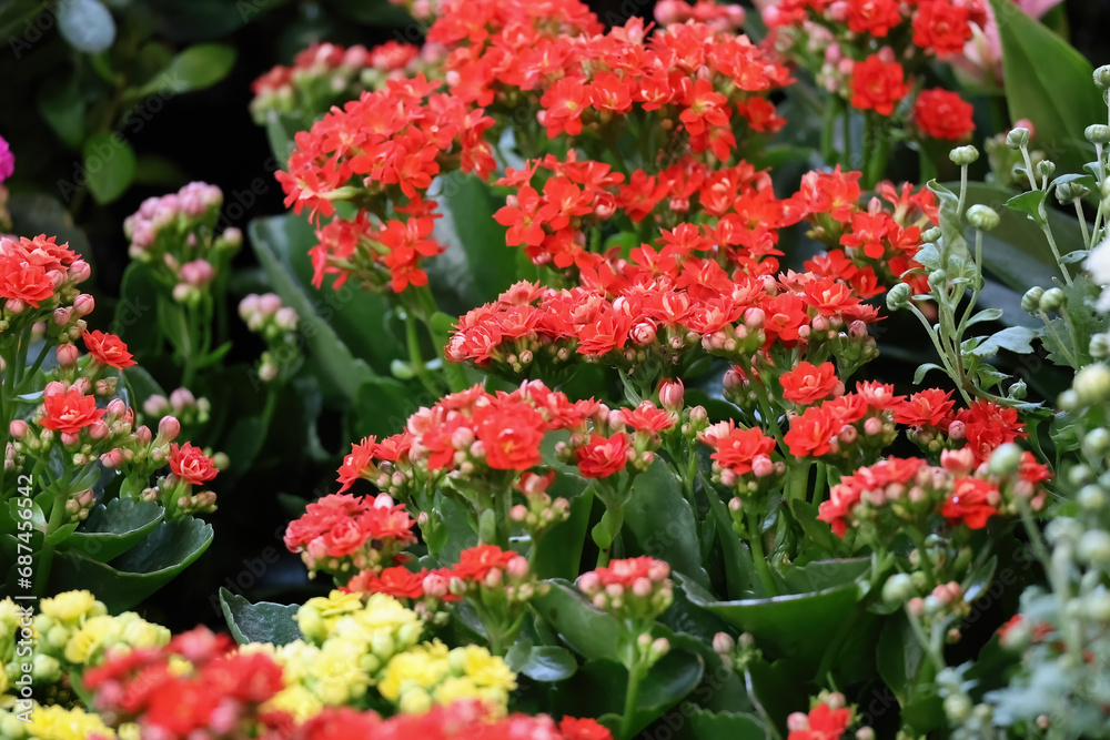 Beautiful flowers in the garden