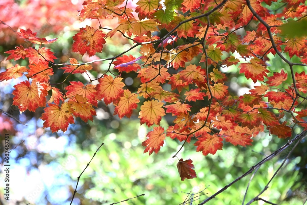 Acer japonicum ( Fullmoon maple.Japanese maple ) Autumn leaves. Sapindaceae deciduous tree. It is characterized by particularly large leaves among the maple family. Acer japonicum ( Fullmoon maple.Japanese maple ) Autumn leaves. Sapindaceae deciduous tree. It is characterized by particularly large leaves among the maple family.