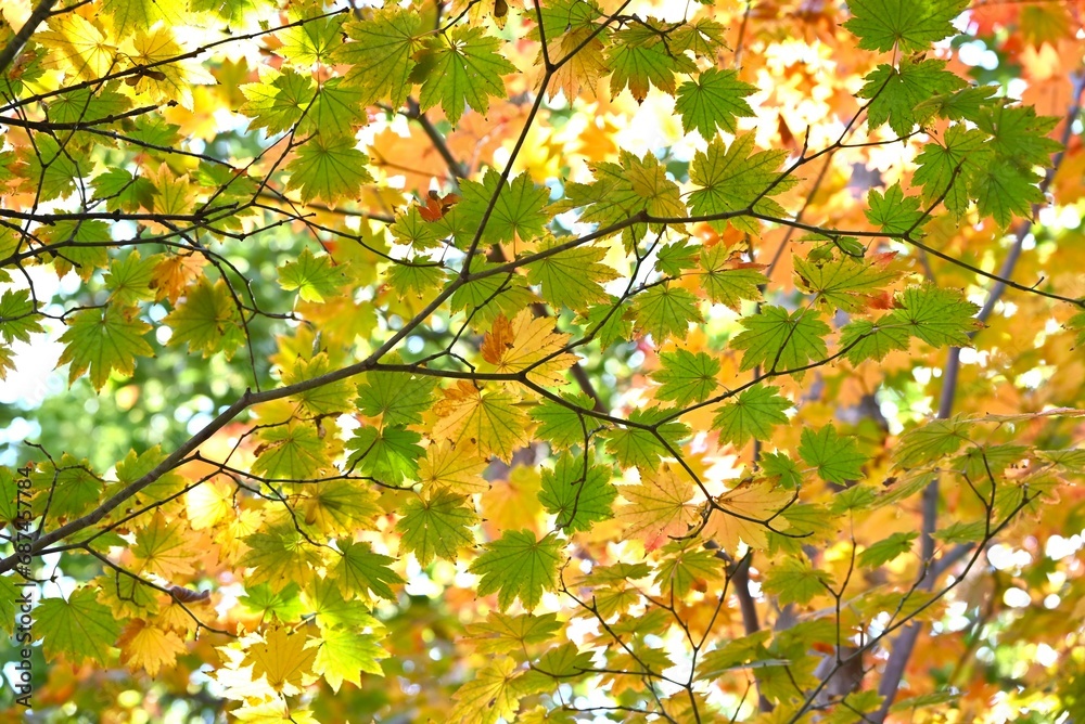 Acer japonicum ( Fullmoon maple.Japanese maple ) Autumn leaves. Sapindaceae deciduous tree. It is characterized by particularly large leaves among the maple family.