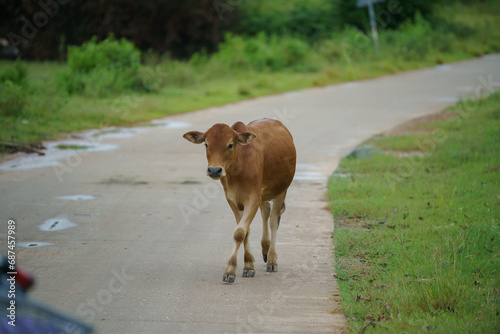cows walking down a rural road
