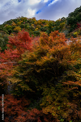紅葉狩り