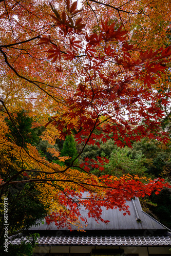 紅葉狩り