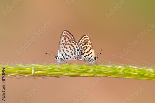 A pair of tiny butterflies on the spike  Lesser Tiger Blue  Tarucus balkanicus
