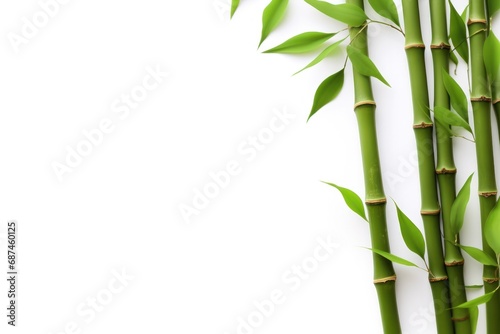 bamboo branches isolated on white background