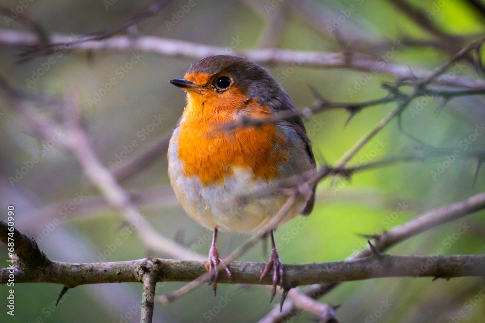 Closeup of a robin perched on the branch of a tree Closeup of a robin perched on the branch of a tree