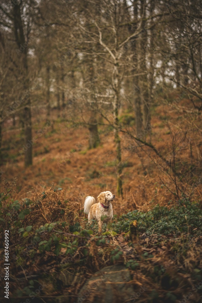 Brown dog stands in a lush forest in autumn