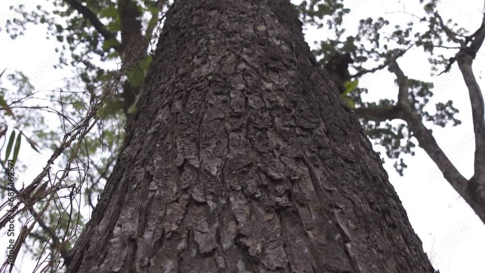 Texture of a mahogany tree bark trunk in the forest. Close-up of the texture of an old tree Texture of a mahogany tree bark trunk in the forest. Close-up of the texture of an old tree