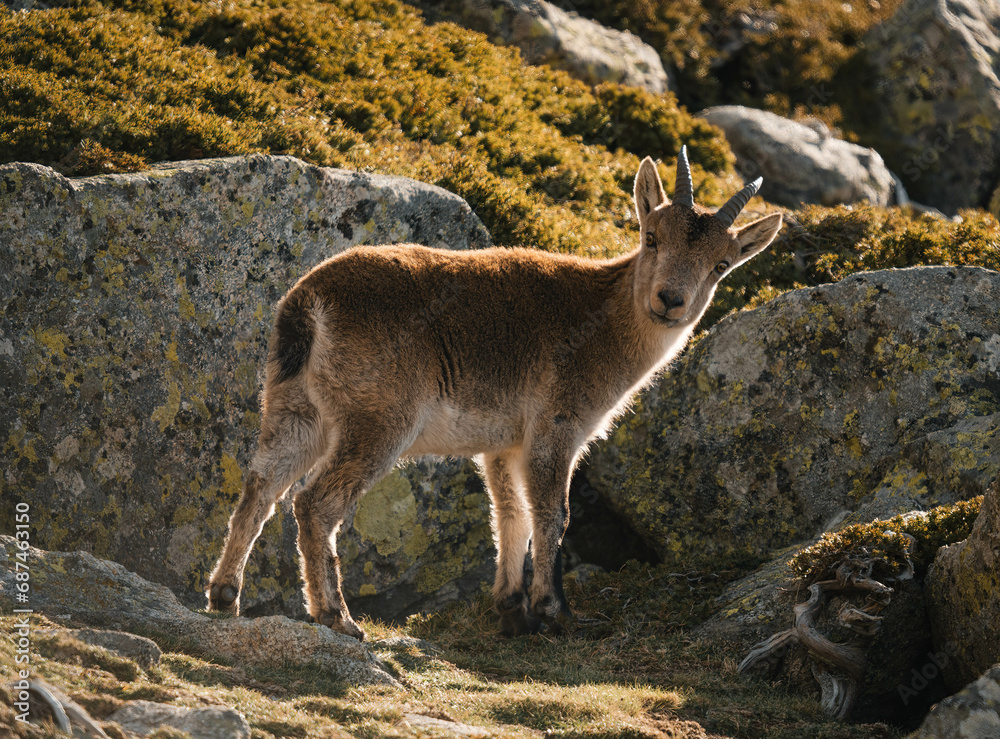 mountain goat on top of the mountain mountain goat on top of the mountain