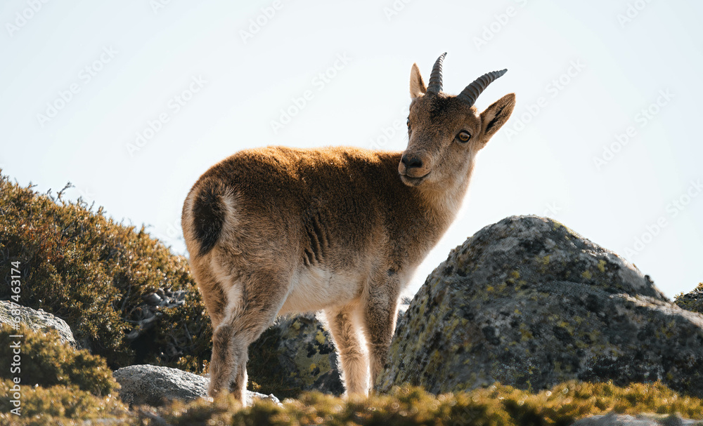 Fototapeta premium mountain goat on top of the mountain