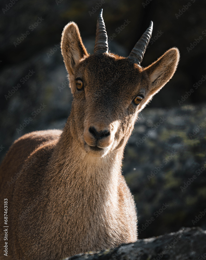 Fototapeta premium mountain goat on top of the mountain