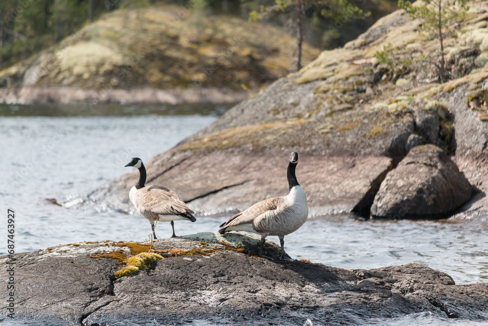 Pair of Canada goose on rock at lake Pair of Canada goose on rock at lake