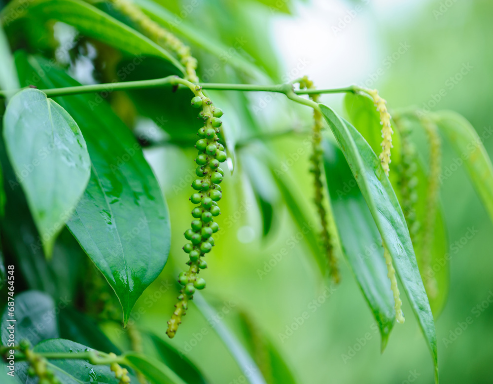 Fototapeta premium Black pepper fruits grow on tree in garden