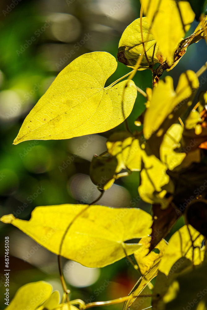 Obraz premium 日差しを浴びて輝く色づいた葉