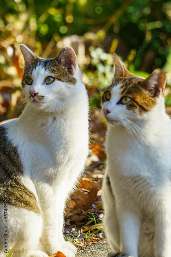 日向ぼっこでのんびりする猫 日向ぼっこでのんびりする猫