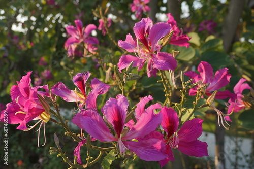 pink flowers in the garden.