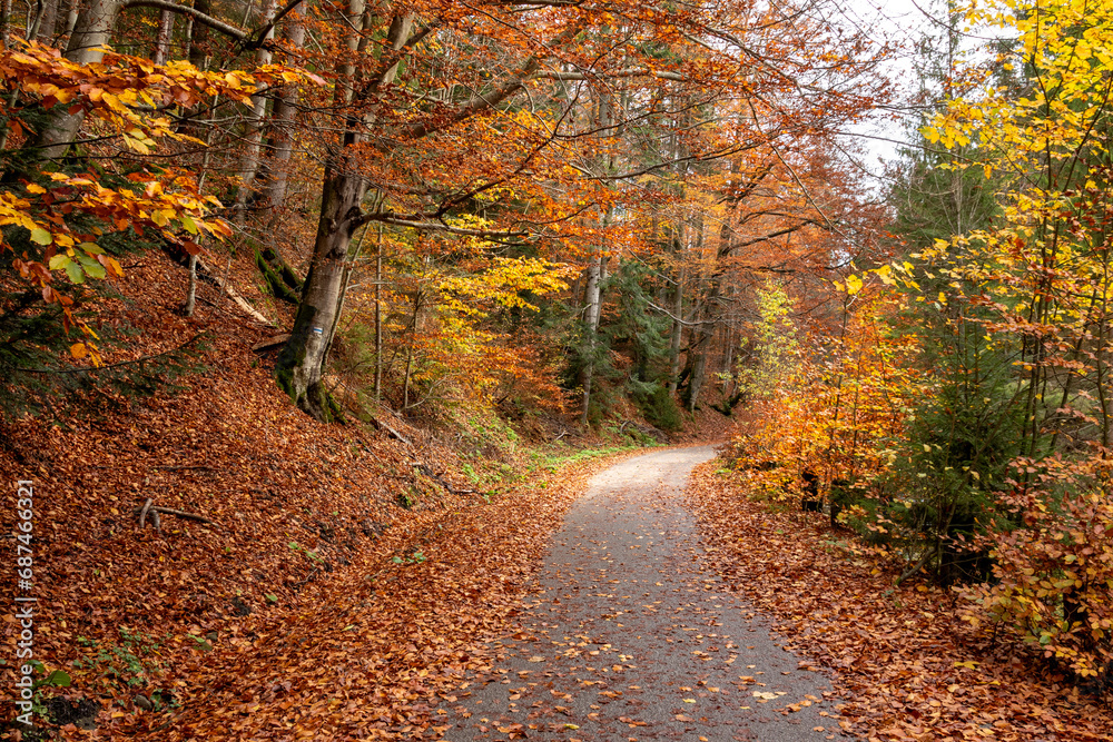 A path through a colorful autumn forest 
