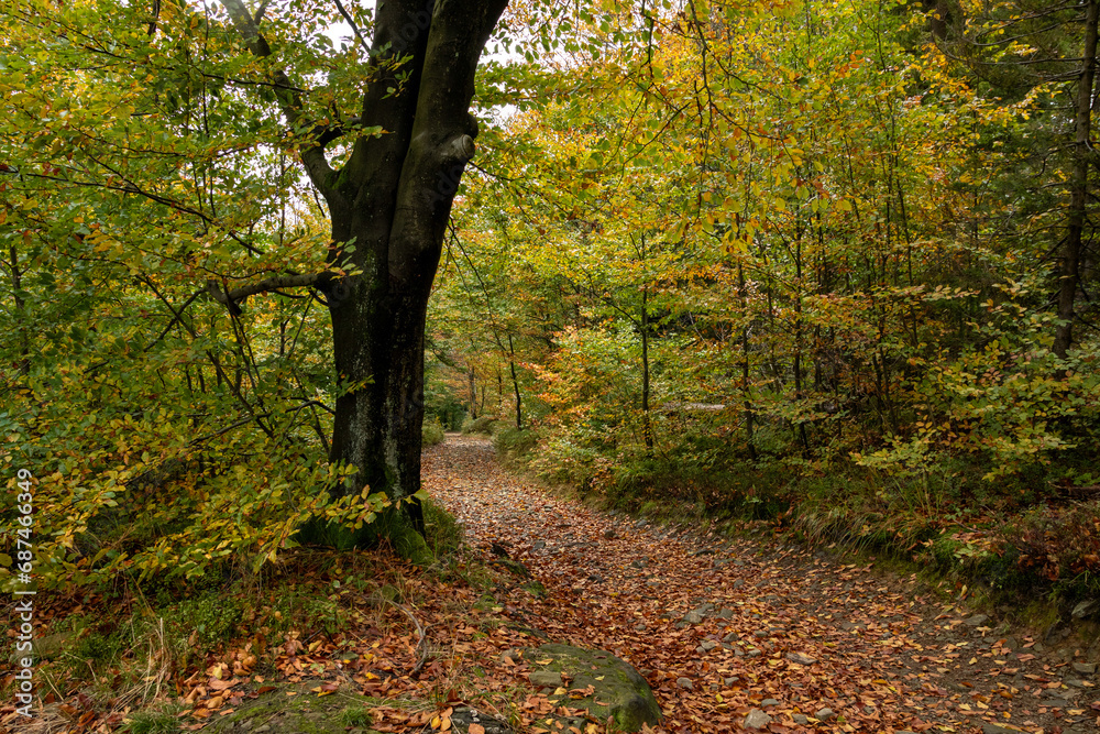 Autumn trees in the forest