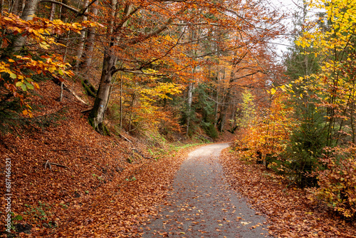 A path through a colorful autumn forest  © Joanna Posiak