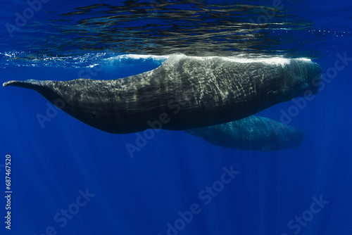 Photography Couple amazing sperm whales in deep ocean