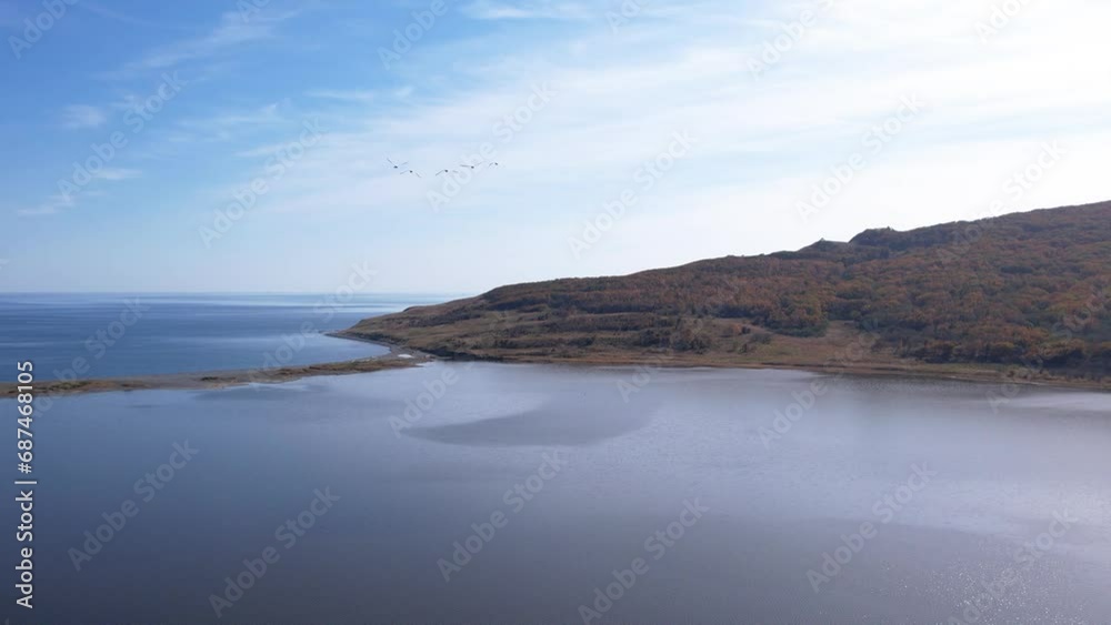 A flock of wild white swans and geese flies over the lake. Migratory birds. Wild nature. A flock of wild white swans and geese flies over the lake. Migratory birds. Wild nature.