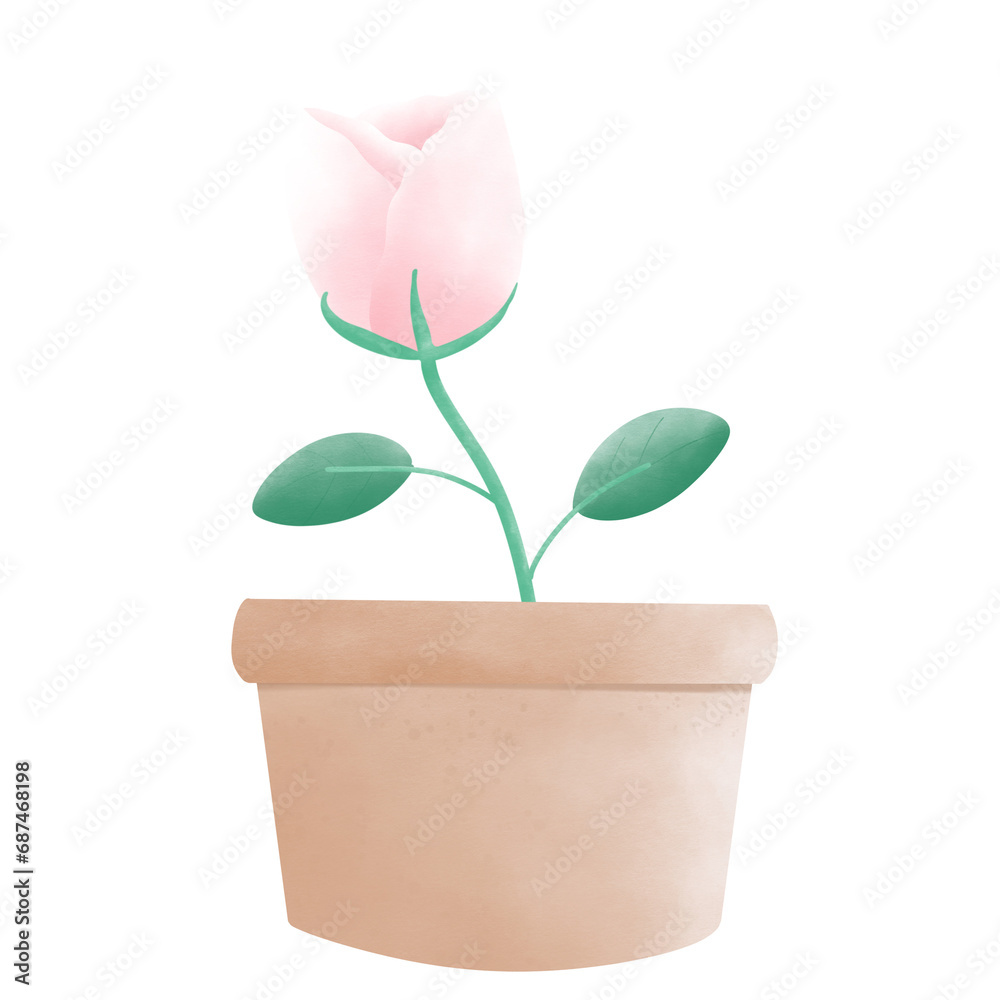 Obraz premium pink rose 