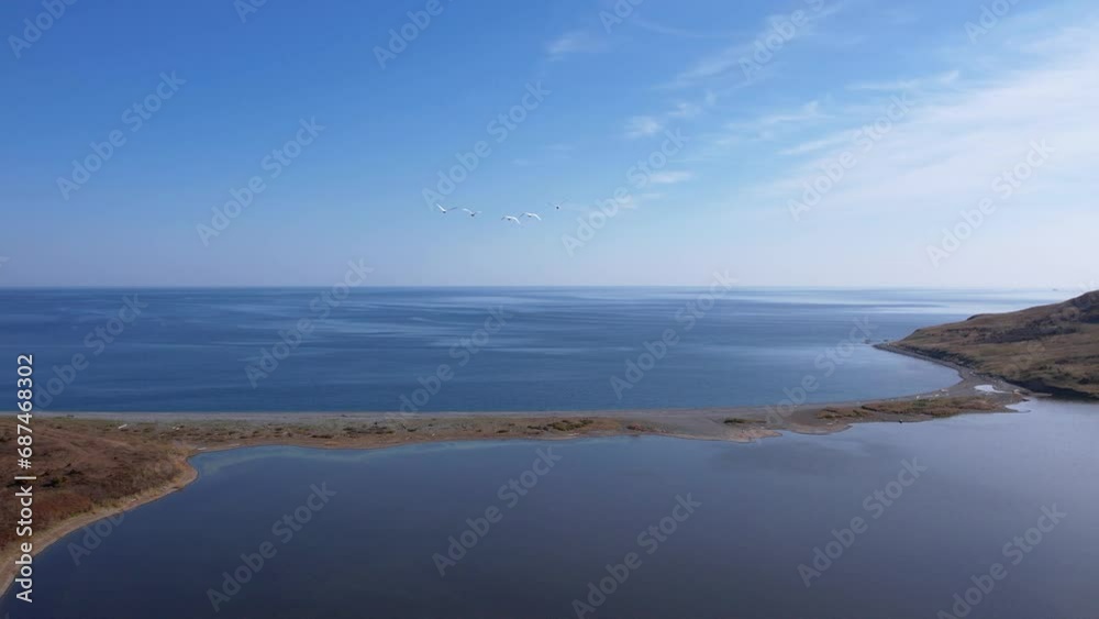 A flock of wild white swans and geese are flying towards the blue sea. Migratory birds. Wild nature. A flock of wild white swans and geese are flying towards the blue sea. Migratory birds. Wild nature.