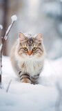 long haired tabby cat in the winter snow looking cute and cold