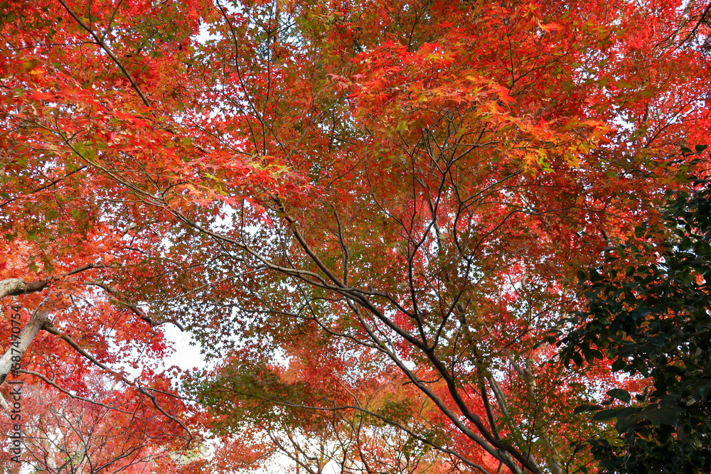 綺麗に染まった紅葉