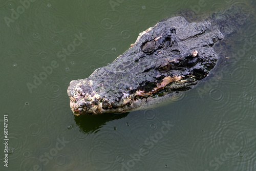 Saltwater crocodile floating in green swamp water showing its head