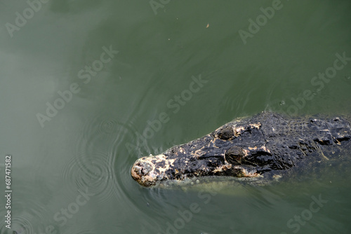 Saltwater crocodile floating in green swamp water showing its head, copy space
