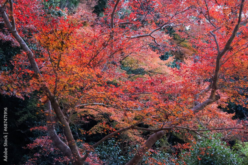 綺麗に染まった紅葉